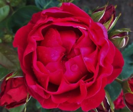 Trandafir teahibrid Ascot Rna